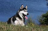 SIBERIAN HUSKY 517